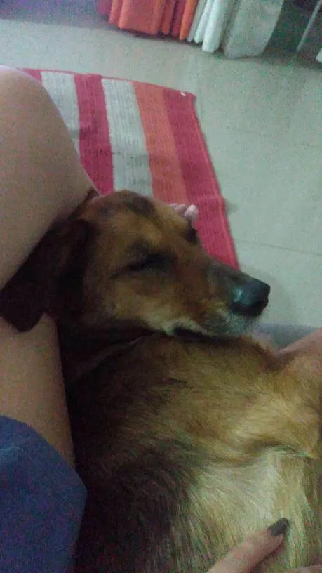 Cachorro ra a SRD-ViraLata idade 6 ou mais anos nome Meg