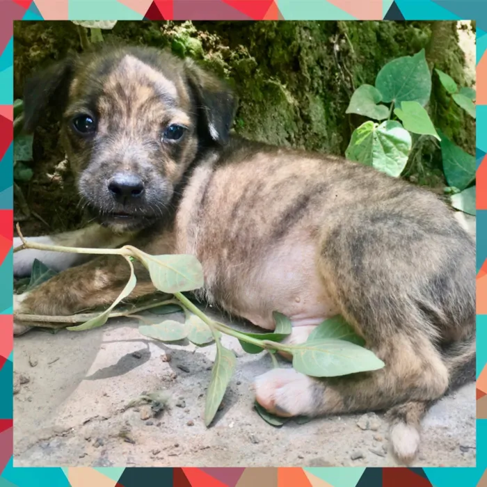 Cachorro ra a Raceado c/ cocker spaniel  idade 2 a 6 meses nome Tigrão 