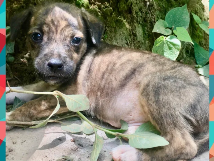 Cachorro ra a Raceado c/ cocker spaniel  idade 2 a 6 meses nome Tigrão 