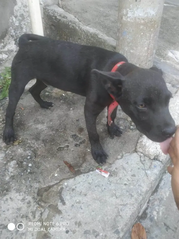 Cachorro ra a SRD-ViraLata idade 2 a 6 meses nome Sem nome