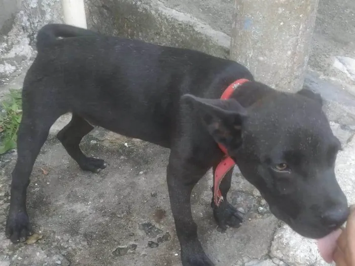 Cachorro ra a SRD-ViraLata idade 2 a 6 meses nome Sem nome