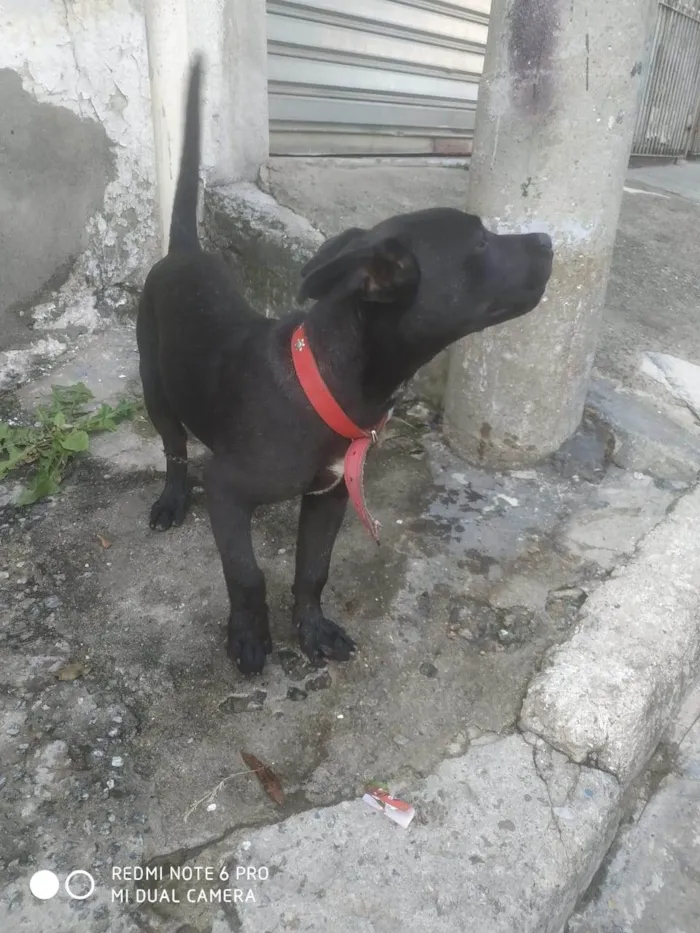 Cachorro ra a SRD-ViraLata idade 2 a 6 meses nome Sem nome