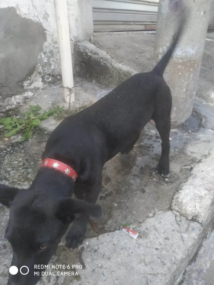 Cachorro ra a SRD-ViraLata idade 2 a 6 meses nome Sem nome