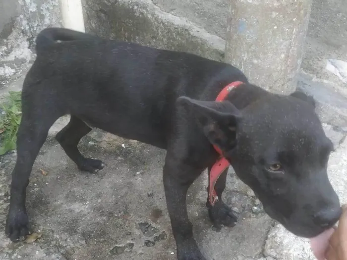 Cachorro ra a SRD-ViraLata idade 2 a 6 meses nome Sem nome