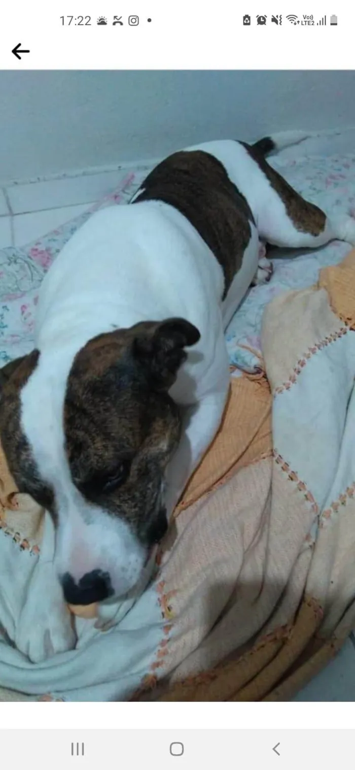 Cachorro ra a Pit-Bull idade 4 anos nome X 