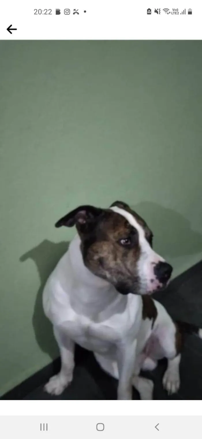 Cachorro ra a Pit-Bull idade 4 anos nome X 