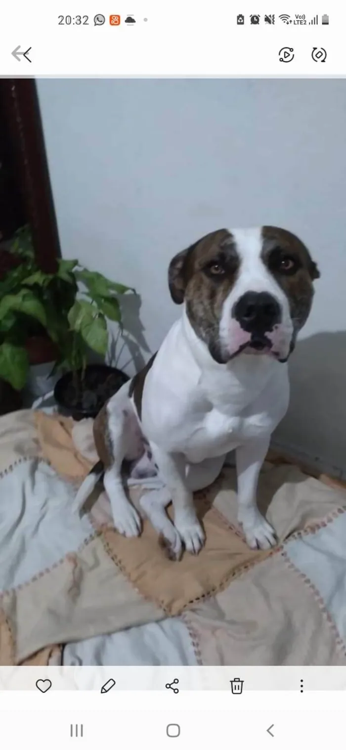 Cachorro ra a Pit-Bull idade 4 anos nome X 