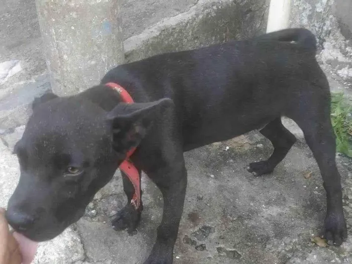 Cachorro ra a SRD-ViraLata idade 2 a 6 meses nome Sem nome