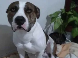 Cachorro raça Pit-Bull idade 4 anos nome X 