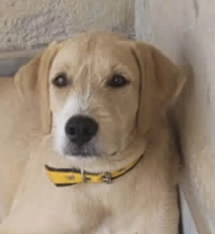 Cachorro ra a Mestico  idade 1 ano nome Charlie 