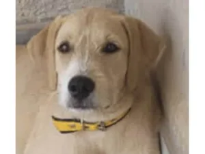 Cachorro raça Mestico  idade 1 ano nome Charlie 