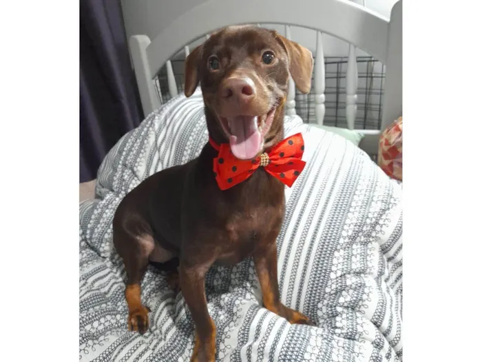Cachorro ra a Mestiço de basset idade 7 a 11 meses nome Thor