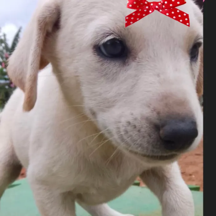 Cachorro ra a Mestica idade 2 a 6 meses nome Lara 