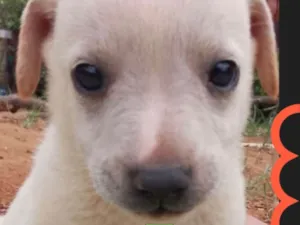 Cachorro raça Mestica  idade 2 a 6 meses nome Léo 