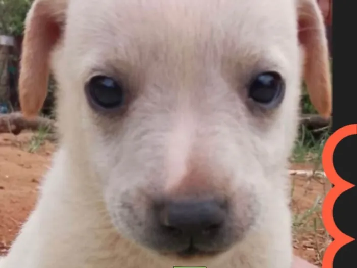 Cachorro ra a Mestica  idade 2 a 6 meses nome Léo 