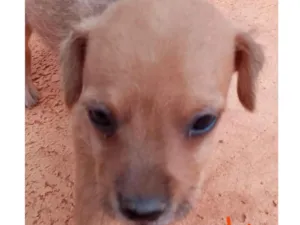 Cachorro raça Mestico  idade 2 a 6 meses nome Theo