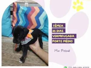 Cachorro raça Mix Pitbull idade Abaixo de 2 meses nome Luna