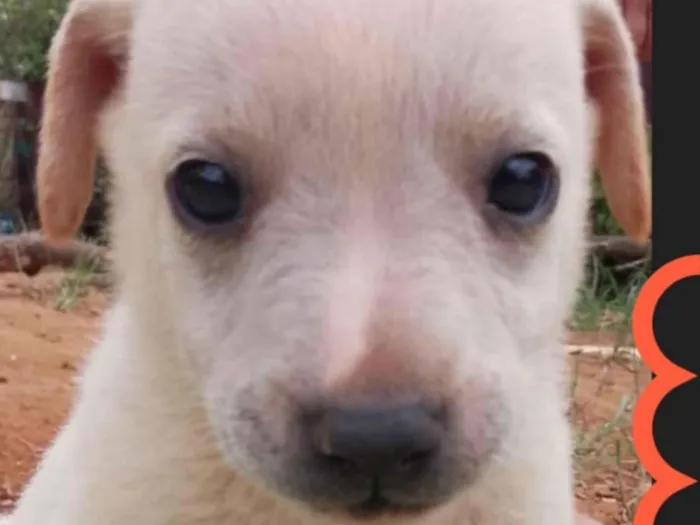 Cachorro ra a Mestica  idade 2 a 6 meses nome Léo 