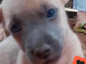 Cachorro raça Mestico  idade 2 a 6 meses nome Luke 