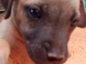 Cachorro raça Mestico  idade 2 a 6 meses nome Duke 