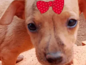 Cachorro raça Mestica  idade 2 a 6 meses nome Cacau 