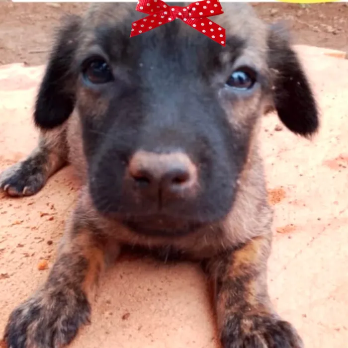 Cachorro ra a Mestica idade 2 a 6 meses nome Tina 