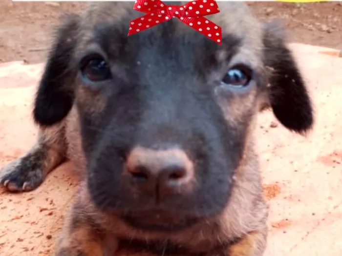 Cachorro ra a Mestica idade 2 a 6 meses nome Tina 