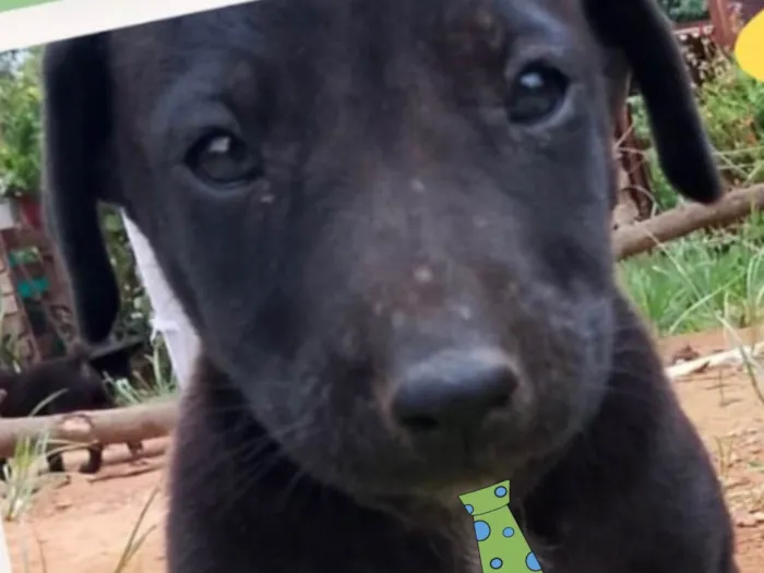 Cachorro ra a Mestico  idade 2 a 6 meses nome Zulu 