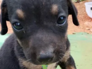 Cachorro raça Mestico  idade 2 a 6 meses nome Bily