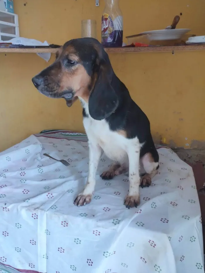 Cachorro ra a Beagle idade 3 anos nome Roaddie