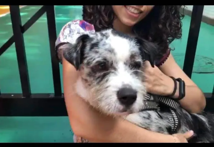 Cachorro ra a SRD-ViraLata idade 1 ano nome Miguel 