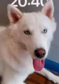 Safira 