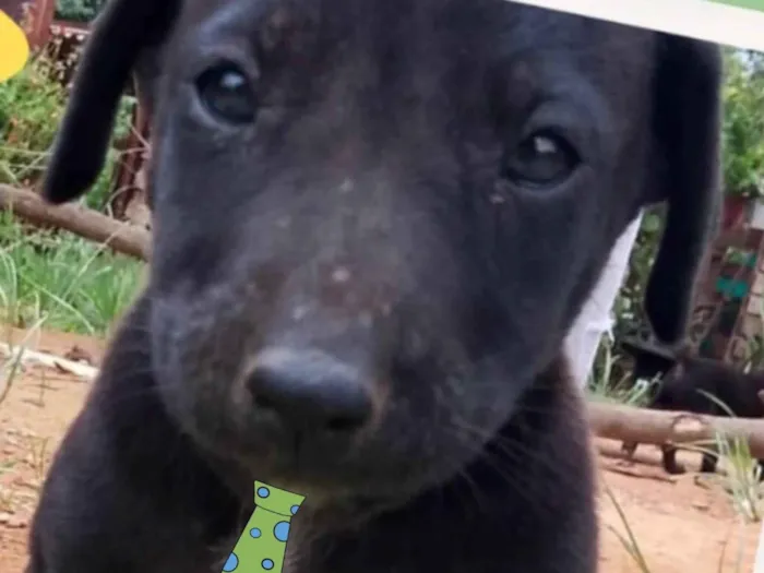 Cachorro ra a Mestico  idade 2 a 6 meses nome Zulu 