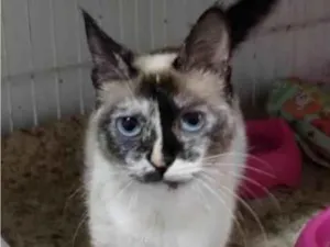 Gato raça SRD-ViraLata idade 2 anos nome CRYSTAL