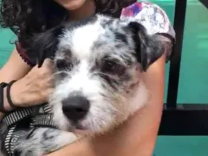 Cachorro raça SRD-ViraLata idade 1 ano nome Miguel 