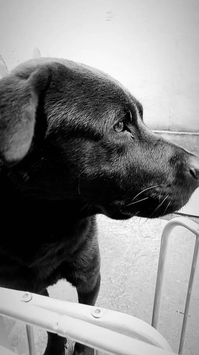 Cachorro ra a Labrador idade 2 anos nome Black