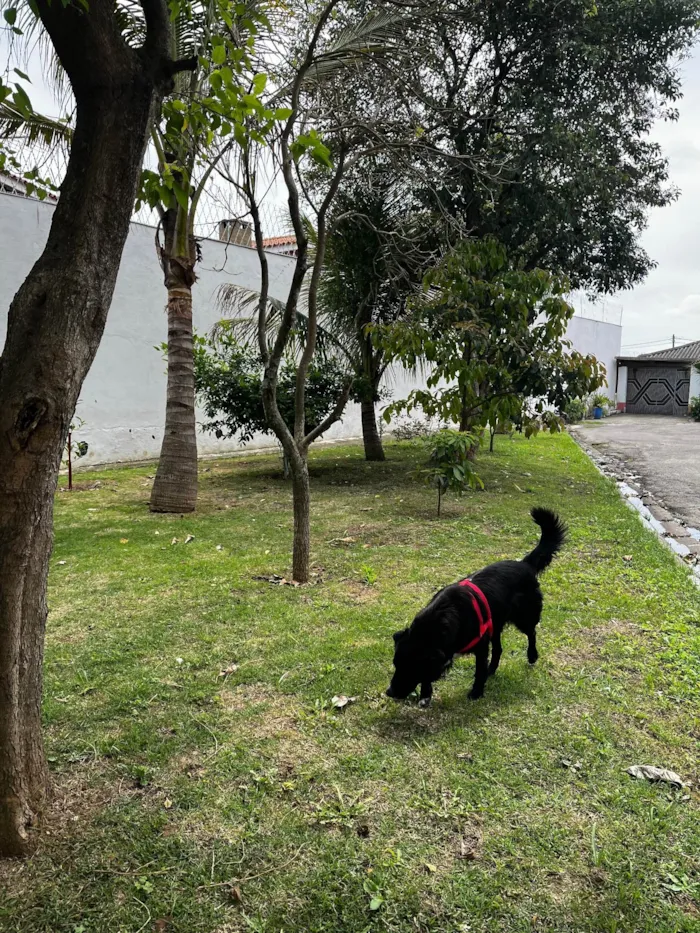 Cachorro ra a SRD-ViraLata idade 1 ano nome Negão 