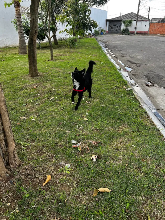 Cachorro ra a SRD-ViraLata idade 1 ano nome Negão 