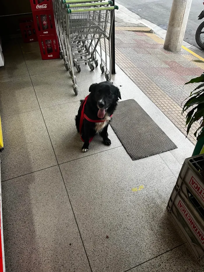 Cachorro ra a SRD-ViraLata idade 1 ano nome Negão 