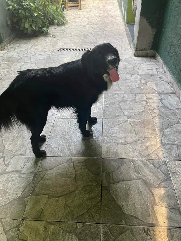 Cachorro ra a SRD-ViraLata idade 1 ano nome Negão 