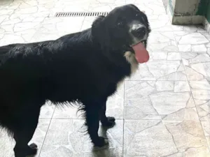 Cachorro raça SRD-ViraLata idade 1 ano nome Negão 