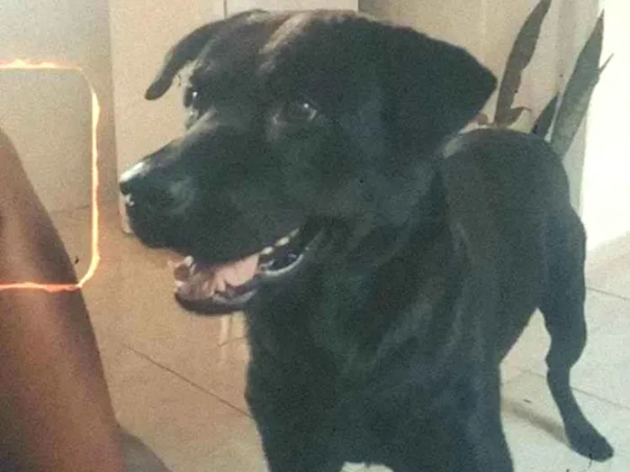 Cachorro ra a Labrador idade 2 anos nome Black