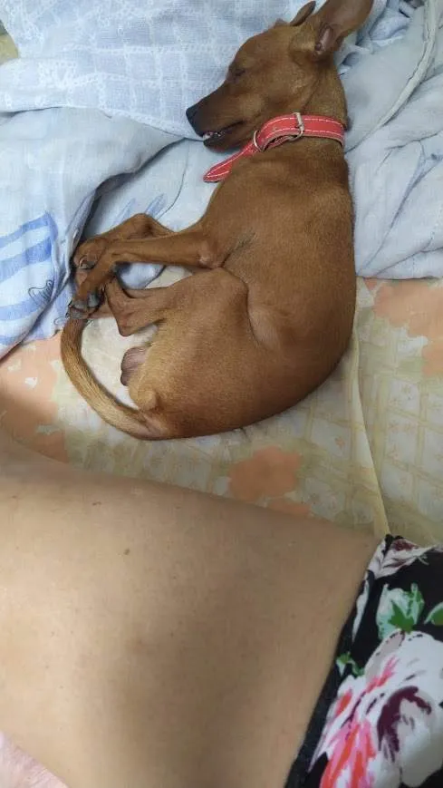 Cachorro ra a Pinscher idade 3 anos nome Beny