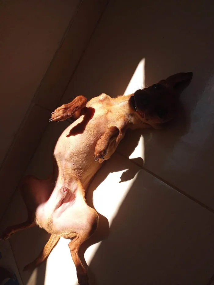 Cachorro ra a Pinscher idade 3 anos nome Beny