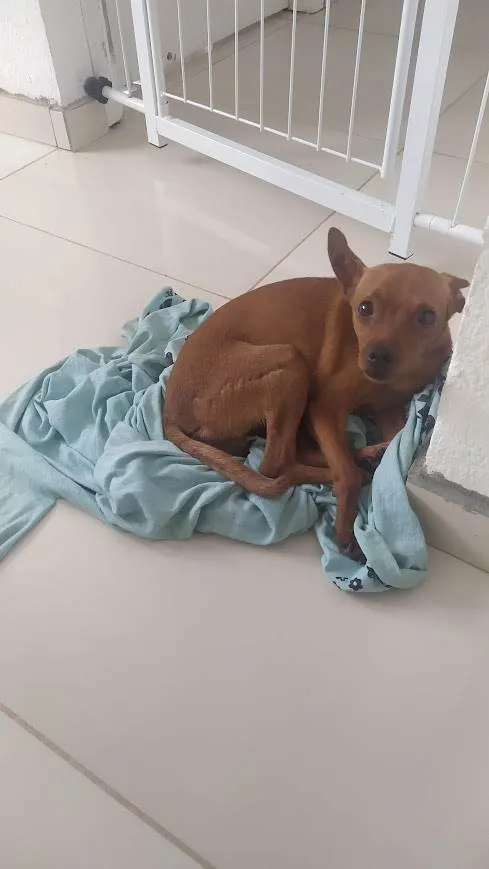 Cachorro ra a Pinscher idade 3 anos nome Beny