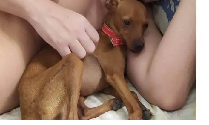 Cachorro ra a Pinscher idade 3 anos nome Beny