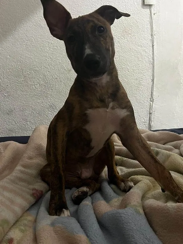 Cachorro ra a SRD-ViraLata idade 2 a 6 meses nome MENINO