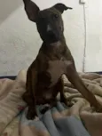 MENINO