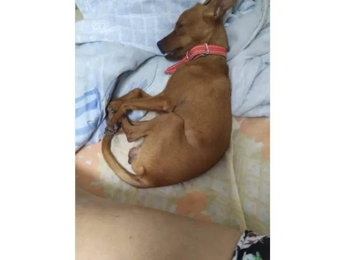 Cachorro ra a Pinscher idade 3 anos nome Beny