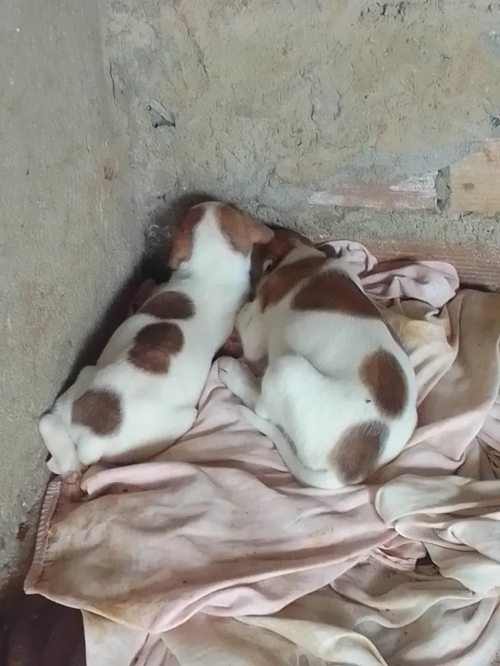 Cachorro ra a Viralata idade Abaixo de 2 meses nome Mancha 